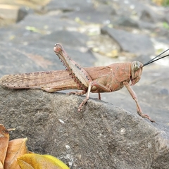 Anacridium flavescens