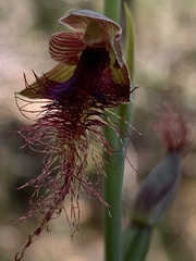 Calochilus gracillimus