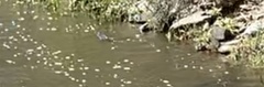 Hydromys chrysogaster