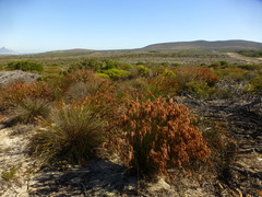 Thamnochortus punctatus