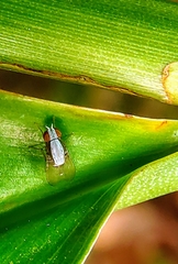 Homoneura discoglauca