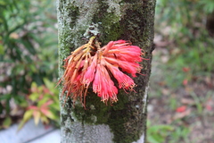 Brownea rosa-de-monte