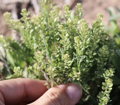 Lepidium oblongum