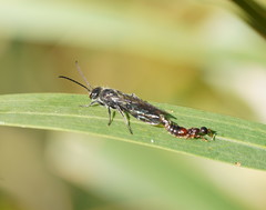 Thynnoidea