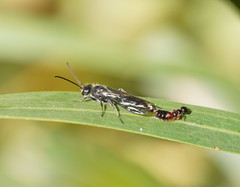 Thynnoidea
