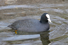 Fulica atra