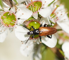Lepturidea deplanchei