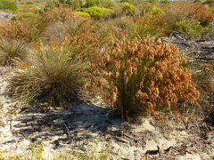 Thamnochortus punctatus