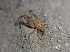 Pristoceuthophilus pacificus