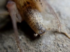 Pristoceuthophilus pacificus