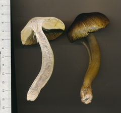 Tricholoma