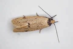 Atalopsis