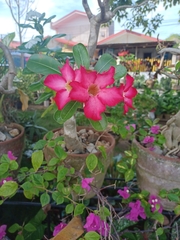 Adenium obesum