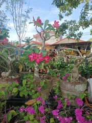 Adenium obesum