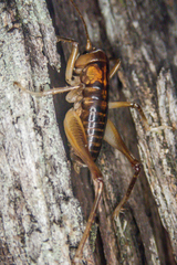 Hemiandrus pallitarsis
