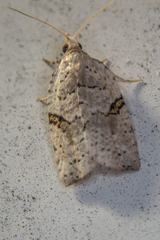 Leucotenes coprosmae