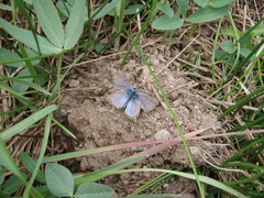 Glaucopsyche lygdamus