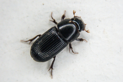 Ataenius picinus