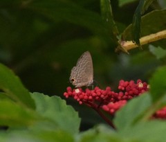 Jamides bochus nabonassar