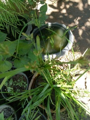 Cyperus helferi
