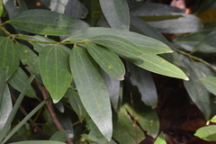 Cinnamomum iners