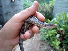 Phoboscincus garnieri