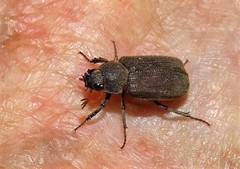 Maechidius
