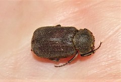 Maechidius