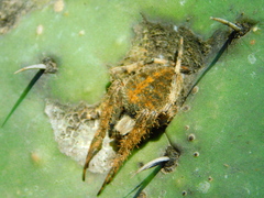 Neoscona crucifera