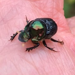 Onthophagus dandalu