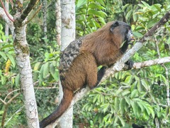 Saguinus fuscicollis