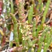 Salicornia quinqueflora quinqueflora - Photo (c) SBERRY, algunos derechos reservados (CC BY-NC), subido por SBERRY