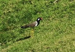 Vanellus indicus atronuchalis