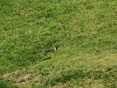 Vanellus indicus atronuchalis