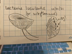 Lactarius luculentus