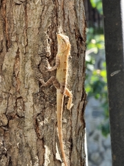 Calotes versicolor
