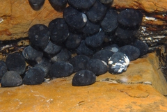 Nerita atramentosa