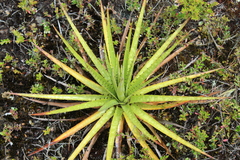Puya goudotiana