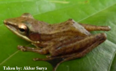 Chalcorana parvaccola