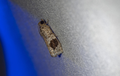 Ophiorrhabda mormopa