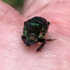 Onthophagus dandalu