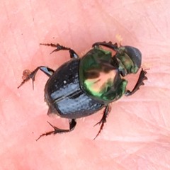 Onthophagus dandalu