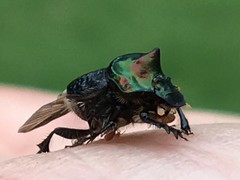 Onthophagus dandalu