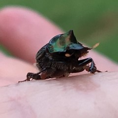Onthophagus dandalu