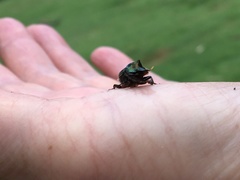 Onthophagus dandalu