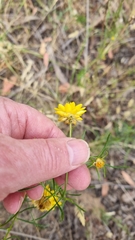 Xerochrysum viscosum