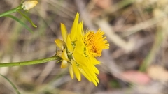 Xerochrysum viscosum