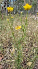 Xerochrysum viscosum