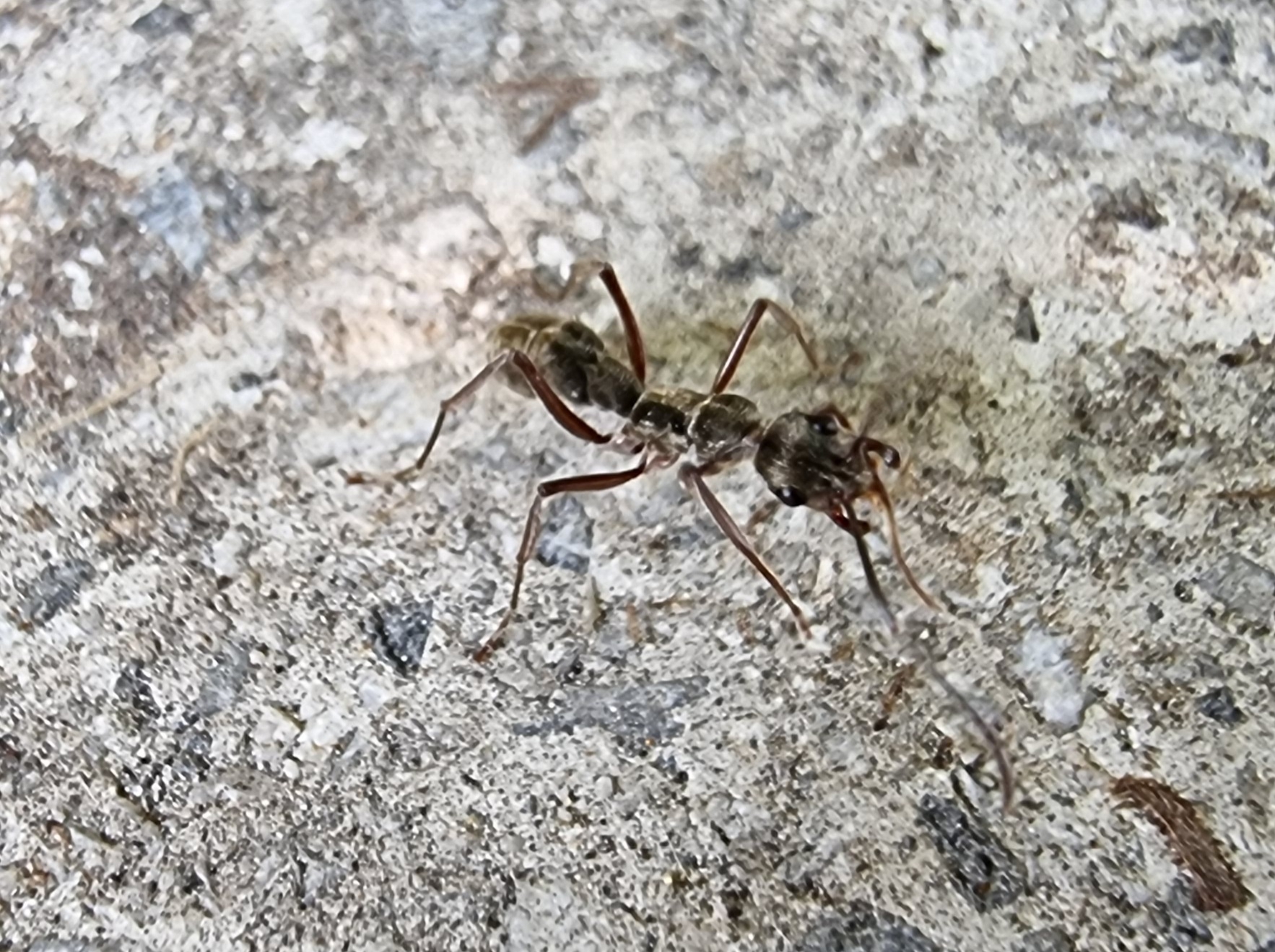 Diacamma intricatum
