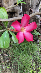 Adenium obesum